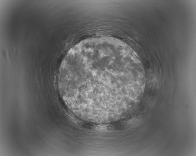 X0000052920523200508050806