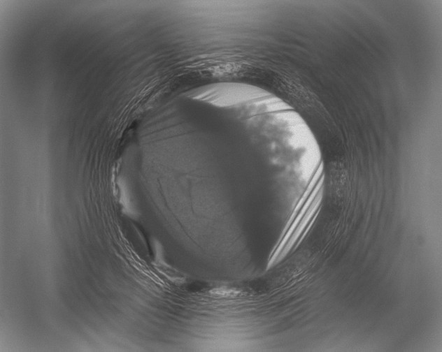 X0000052920650200508050804