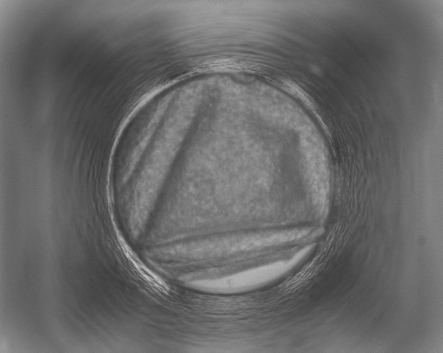 X0000052920795200508050802