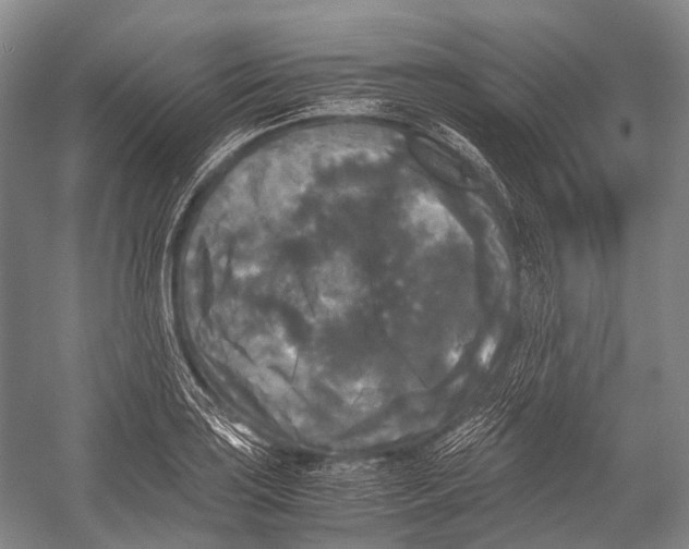 X0000052921035200508050758