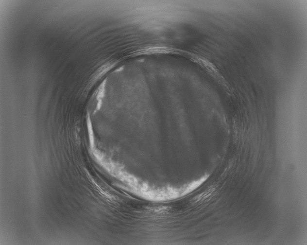 X0000052921225200508050755