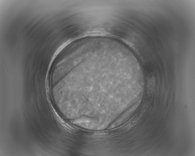 X0000052921466200508050750