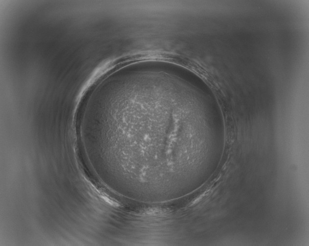 X0000052930198200507151626