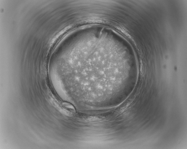 X0000052930390200507221127