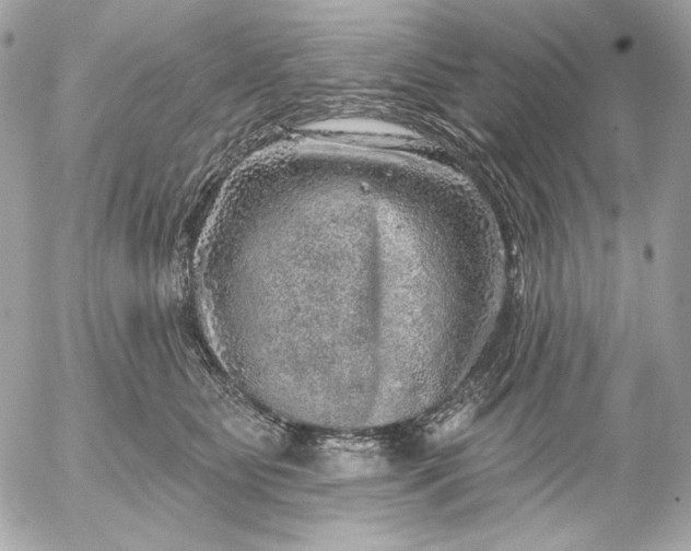 X0000052930515200507221125