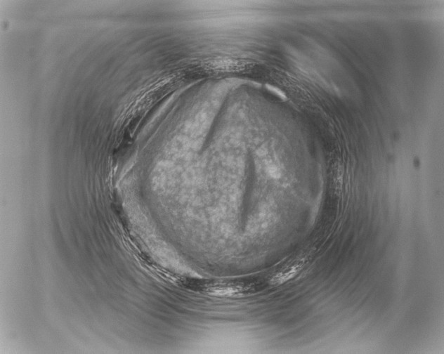 X0000052930746200507221121