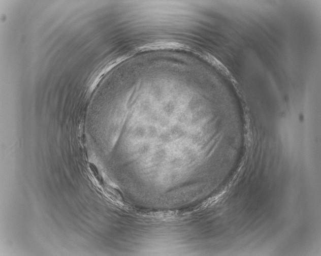 X0000052930937200507221118