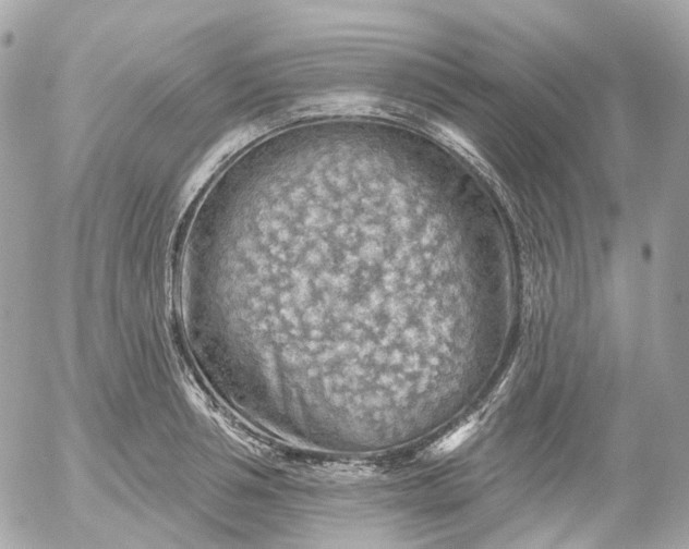 X0000052930994200507221117