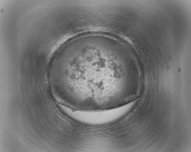 X0000052931263200507221112