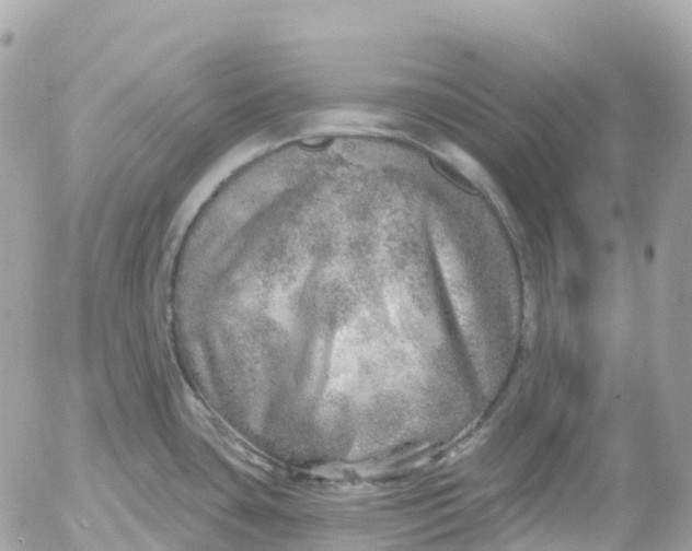 X0000052931435200507221110