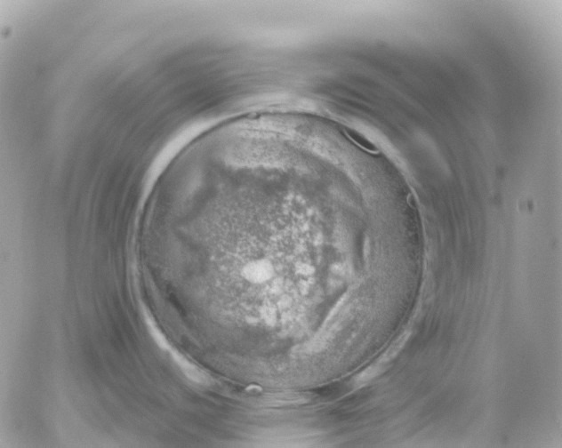 X0000052931440200507221110