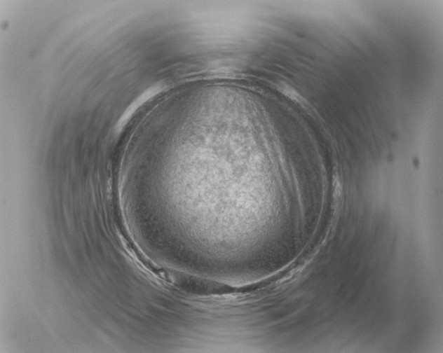 X0000052931450200507221109