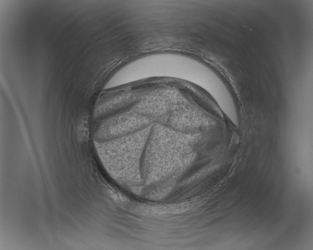 X0000052930017200507300004