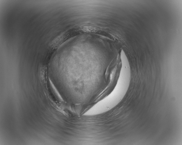 X0000052930233200508050838