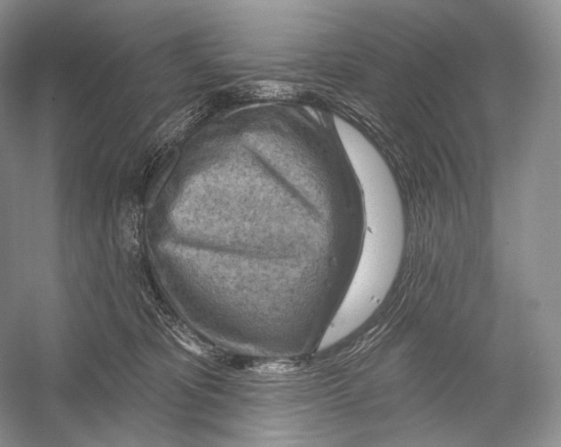 X0000052930325200508050836