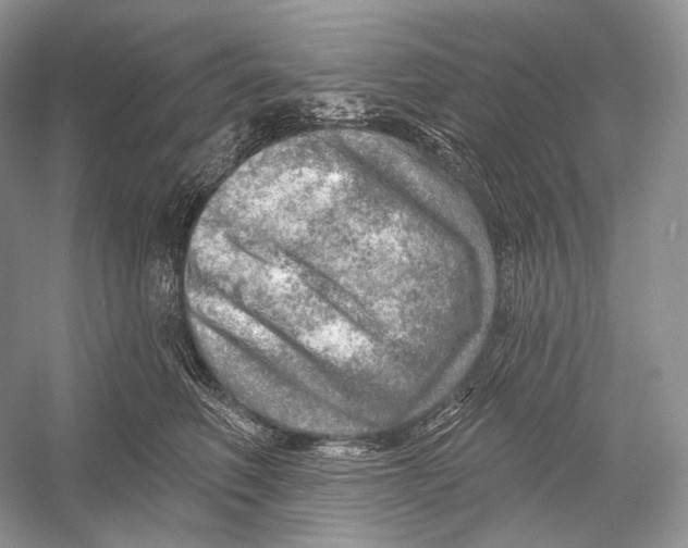 X0000052930614200508050831
