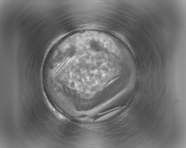 X0000052930995200508050825