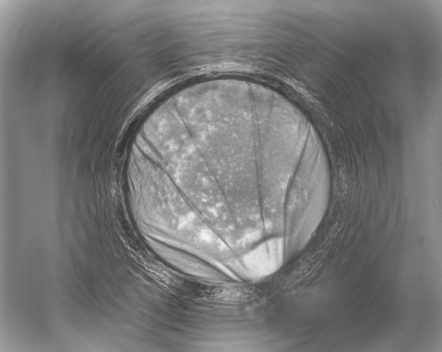 X0000052931266200508050820