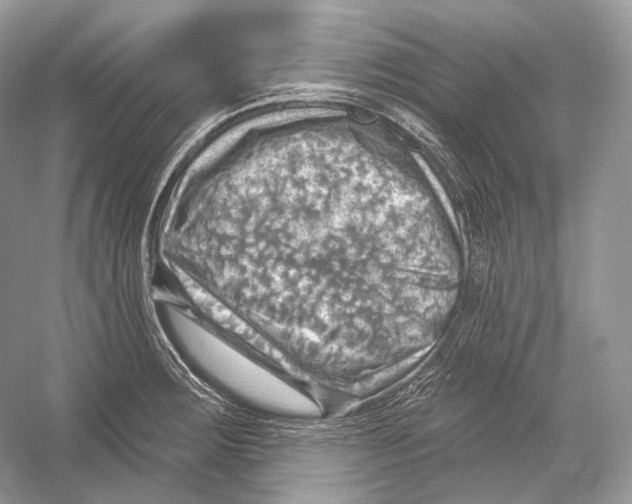 X0000052931283200508050820