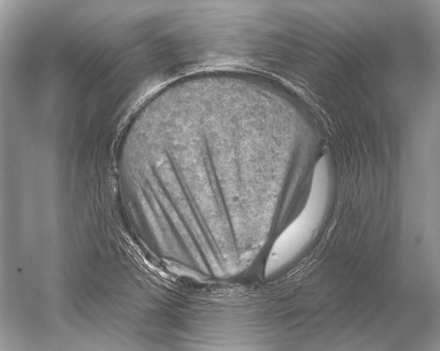 X0000052931363200508050818