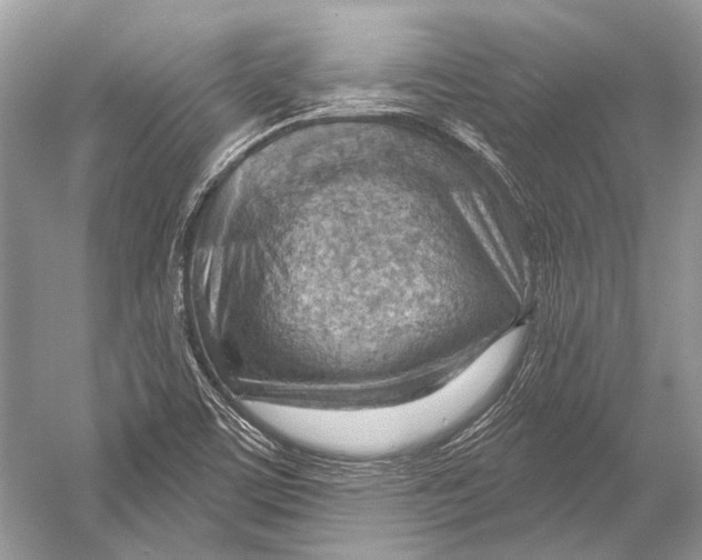 X0000052931459200508050817