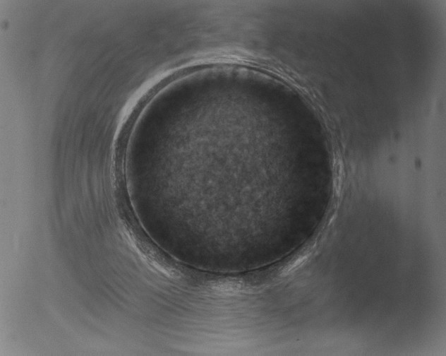 X0000052940200200507081153