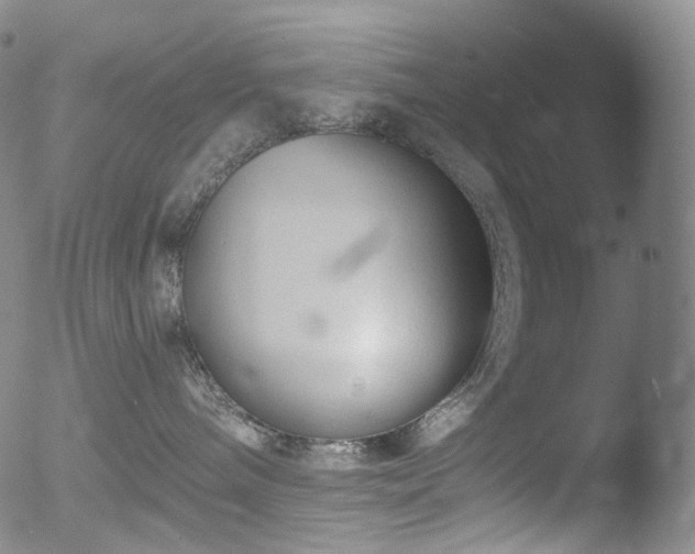 X0000052940240200507081152