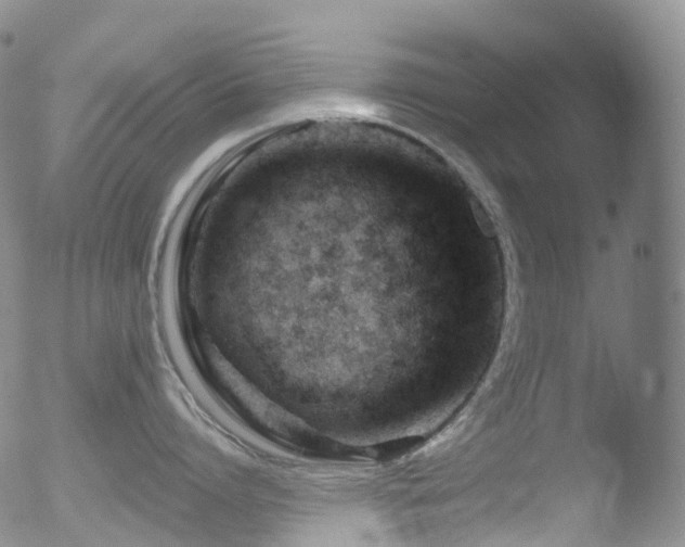 X0000052940864200507081142