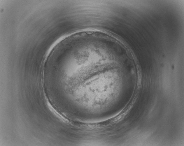 X0000052940958200507081141