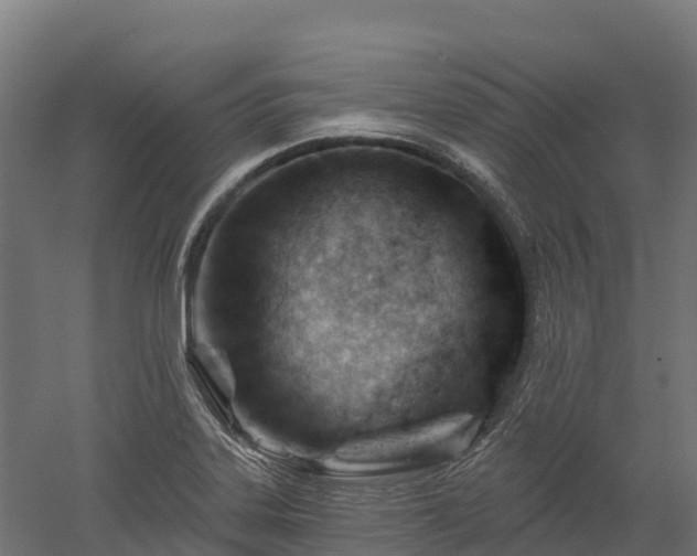 X0000052941323200507151633