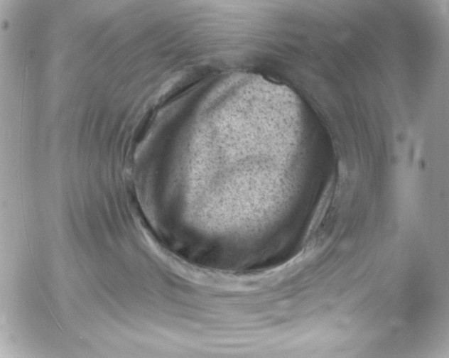 X0000052940048200507221157