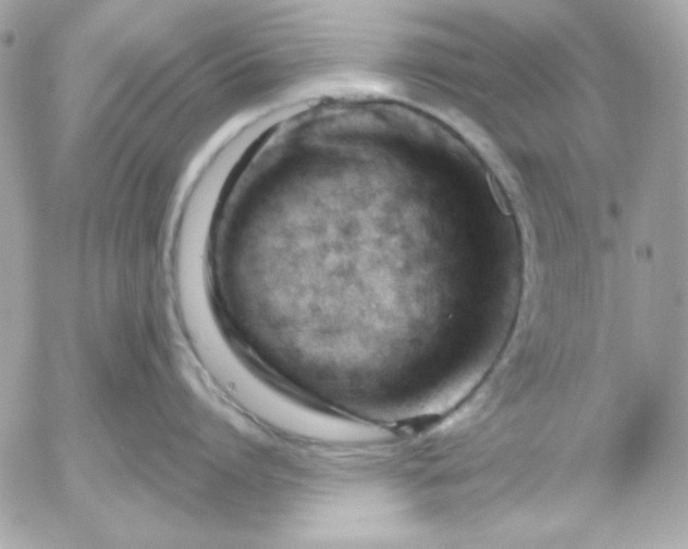 X0000052940864200507221145