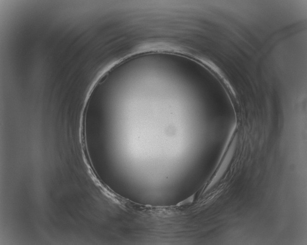 X0000052940815200507300016