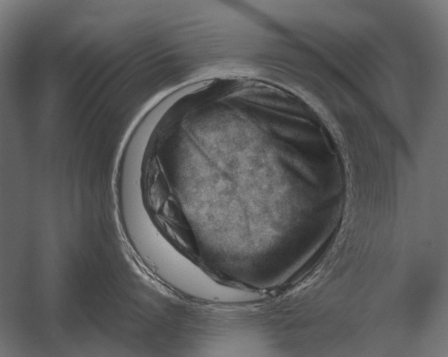 X0000052940864200507300016