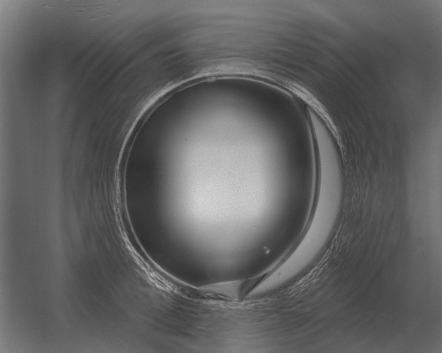 X0000052940996200507300013