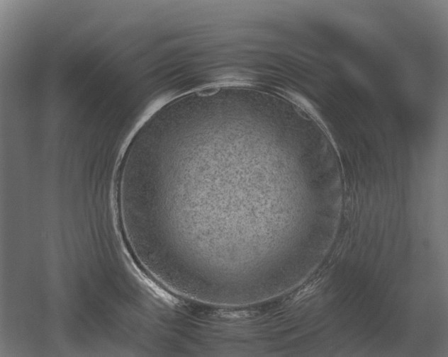 X0000052951243200507151701