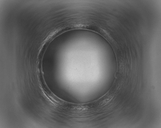 X0000052950443200507300049
