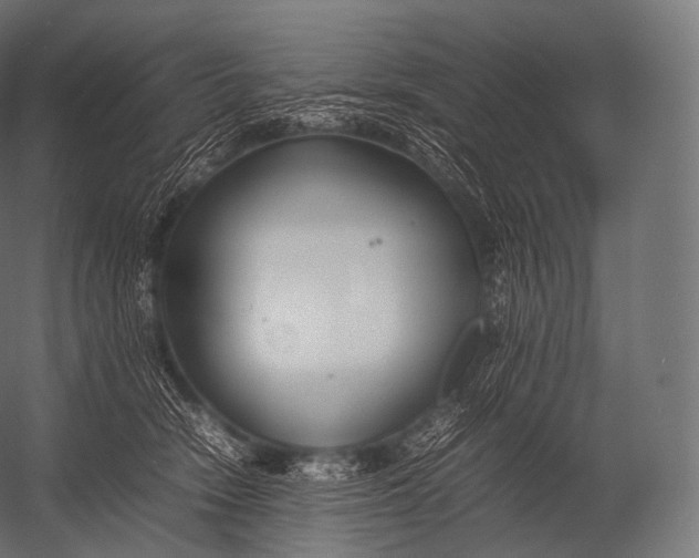 X0000052950466200507300050