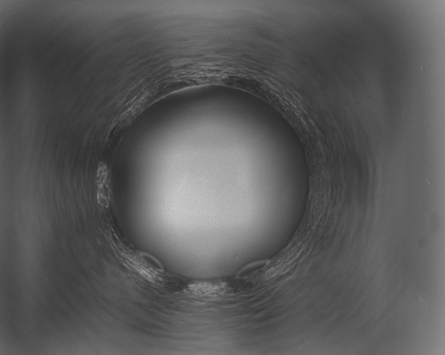 X0000052950480200507300050