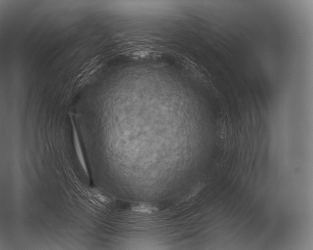 X0000052950754200507300045