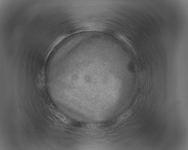 X0000052950875200507300042