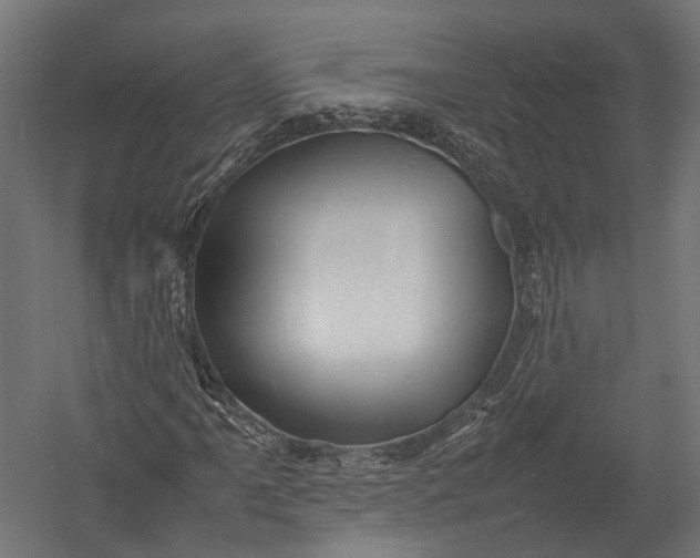 X0000052951061200507300039
