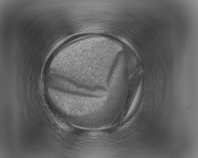 X0000052951077200507300039