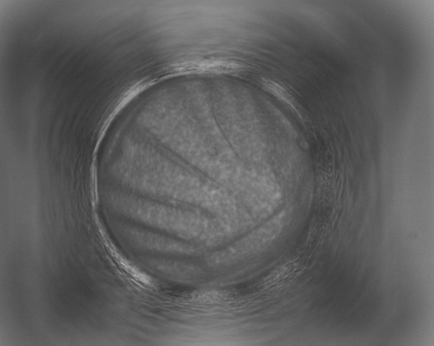 X0000052951079200507300039