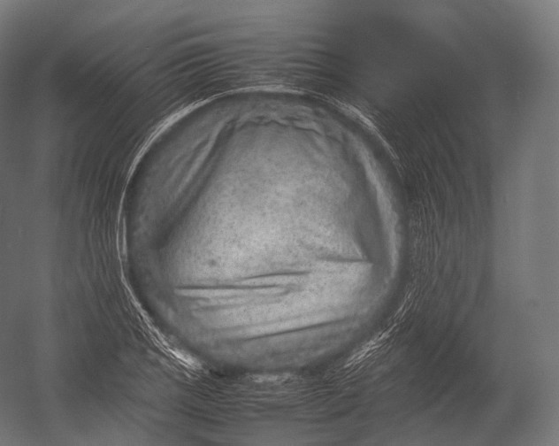 X0000052951125200507300038