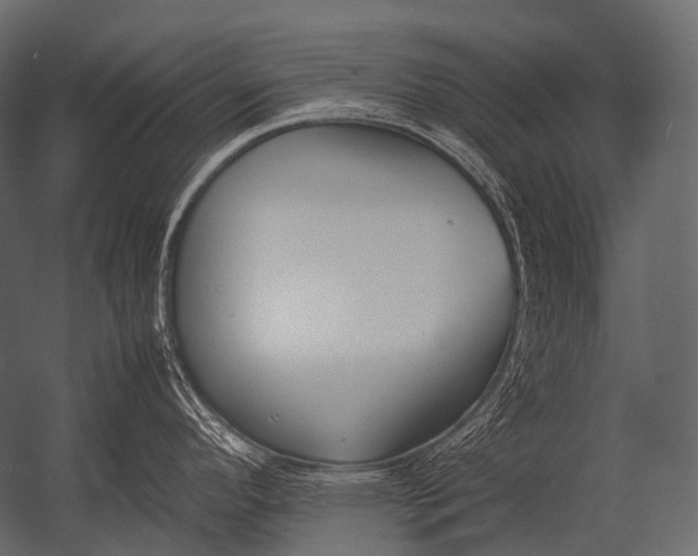 X0000052951296200507300035