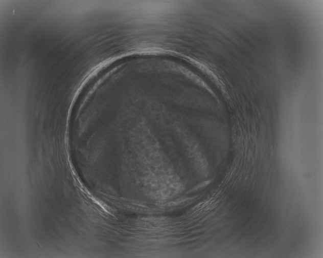 X0000052951327200507300035