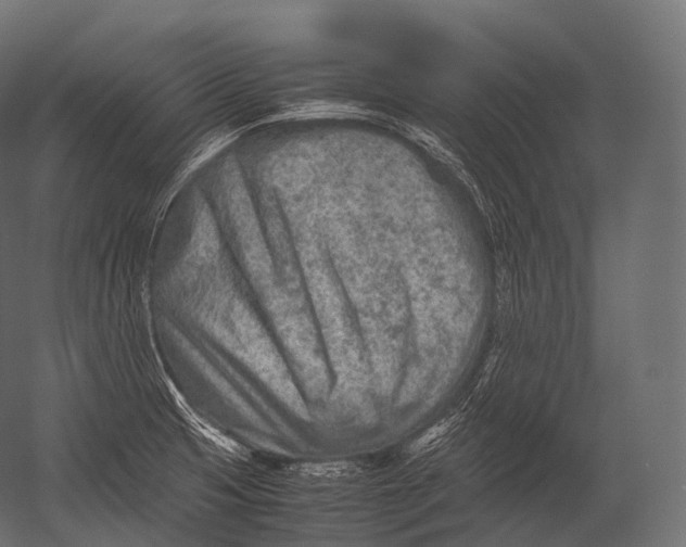 X0000052951425200507300033