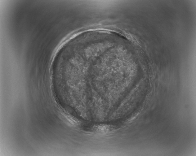 X0000052950295200508050929