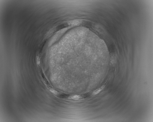 X0000052950431200508050927